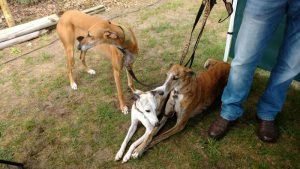 Sommerfest der Hundehilfe über Grenzen in Hörstel