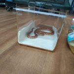 Schulung „Basiswissen Reptilien“ am 03.03.2018 in der Tierarztpraxis Dana Ströse in Warendorf