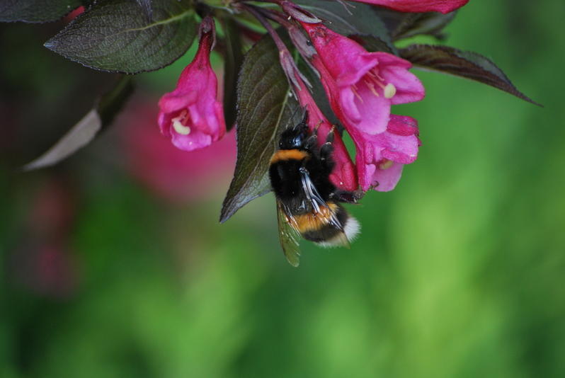 Projekt „Münster soll blühen, werdet Bienenretter“